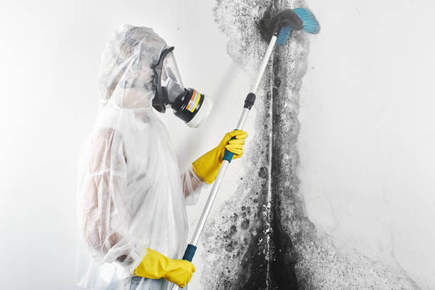 Best Forensic Mold Investigation  in Lihue, HI