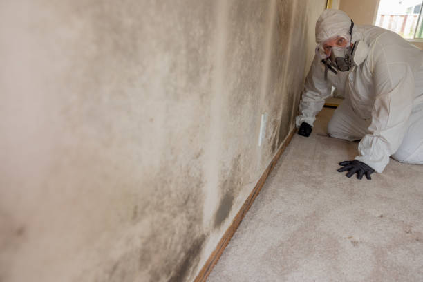 Best Dehumidification Services  in Lihue, HI